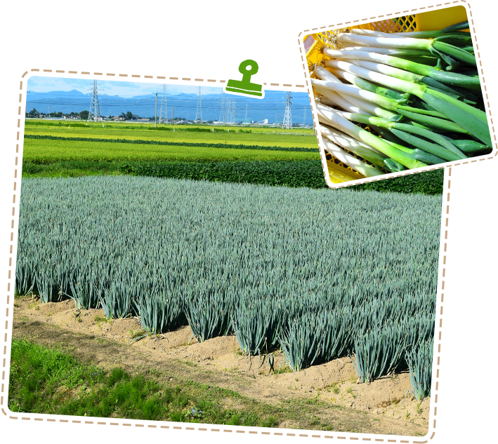 番場ベジタブル